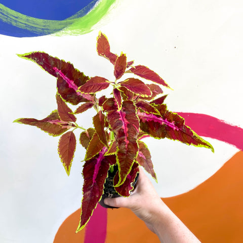 Painted Nettle - Coleus unnamed #7 - Welsh Grown - Sprouts of Bristol