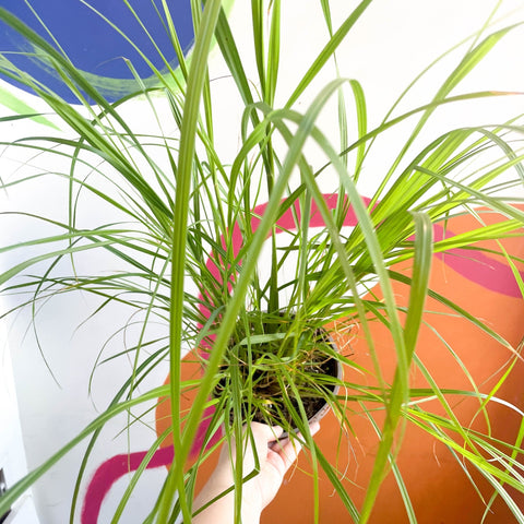 Pampas Grass - Cortaderia Selloana ‘Pumila’ - Cotswold Grown Perennial - Sprouts of Bristol