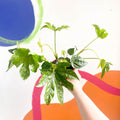 Paper Plant - Fatsia japonica - Sprouts of Bristol
