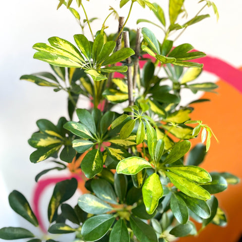Parasol Plant - Schefflera arboricola 'Gold Capella' - Sprouts of Bristol