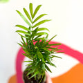 Parlour Palm - Chamaedorea elegans - British Grown - Sprouts of Bristol