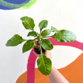 Parrot Plant - Impatiens niamniamensis - Welsh Grown - Sprouts of Bristol