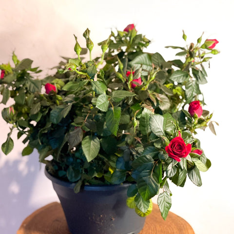 Patio Rose - Rosa - Sprouts of Bristol
