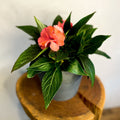 Peach Busy Lizzie - Impatiens 'New Guinea' - Sprouts of Bristol