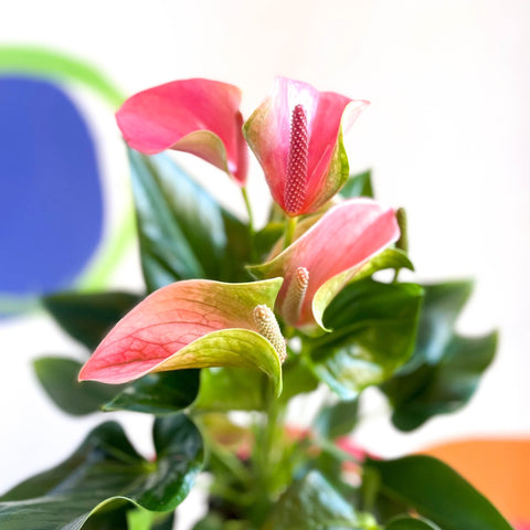 Peach Flamingo Flower - Anthurium andraeanum 'Joli Peach' - Sprouts of Bristol