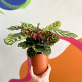 Peacock Plant - Calathea makoyana - Sprouts of Bristol