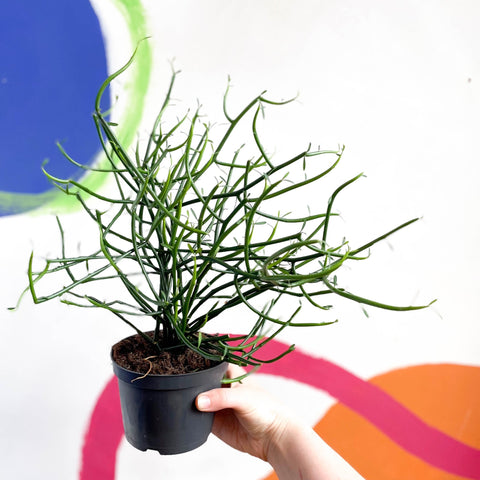 Pencil Cactus - Euphorbia tirucalli - Sprouts of Bristol