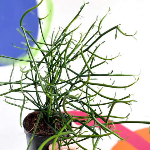 Pencil Cactus - Euphorbia tirucalli - Sprouts of Bristol