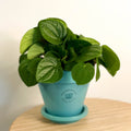 Peperomia albovittata ‘Rana Verde’ - Sprouts of Bristol