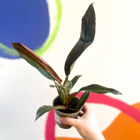 Philodendron 'Autumn Falls' - British Grown - Sprouts of Bristol