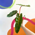 Philodendron billietiae - Sprouts of Bristol