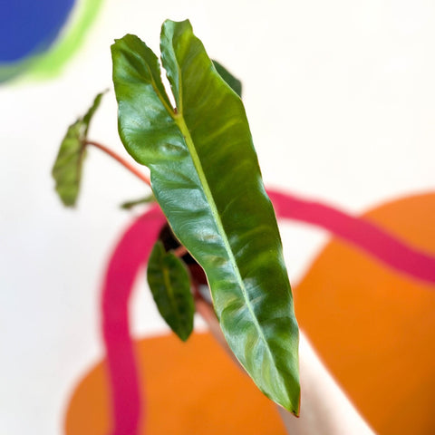Philodendron billietiae - Sprouts of Bristol