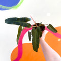 Philodendron 'Billietiae x Atabapoense' - Sprouts of Bristol