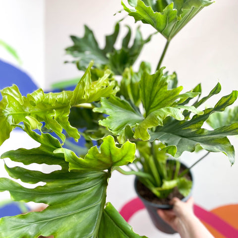 Philodendron bipinnatifidum 'Little Hope' - Sprouts of Bristol