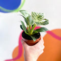 Philodendron birkin - Sprouts of Bristol