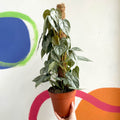 Philodendron brandtianum - Sprouts of Bristol