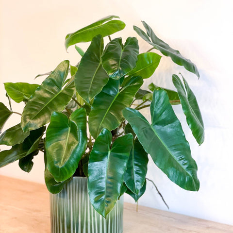 Philodendron 'Burle Marx' - Sprouts of Bristol