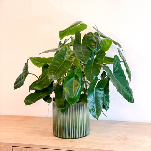 Philodendron 'Burle Marx' - Sprouts of Bristol