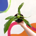 Philodendron campii 'Lynette' - Sprouts of Bristol