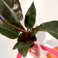 Philodendron erubescens 'Imperial Red' - Sprouts of Bristol