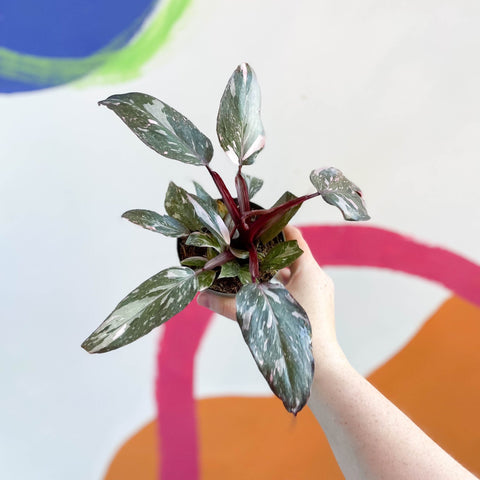 Philodendron erubescens 'Pink Princess' - Sprouts of Bristol