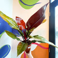 Philodendron erubescens 'Prince of Orange' - British Grown - Sprouts of Bristol