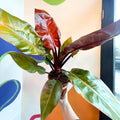 Philodendron erubescens 'Prince of Orange' - British Grown - Sprouts of Bristol