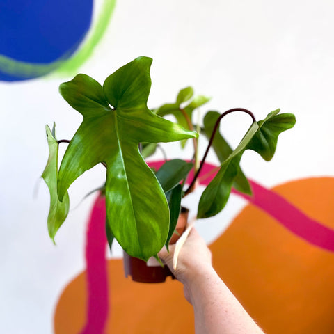 Philodendron 'Florida Green' - Sprouts of Bristol