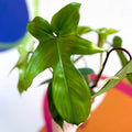Philodendron 'Florida Green' - Sprouts of Bristol