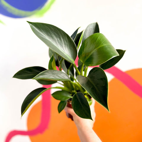 Philodendron 'Green Princess' - Sprouts of Bristol