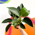 Philodendron 'Green Princess' - Sprouts of Bristol