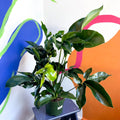 Philodendron 'Green Wonder' - Sprouts of Bristol