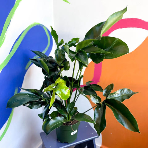 Philodendron 'Green Wonder' - Sprouts of Bristol