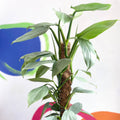 Philodendron hastatum 'Silver Queen' - Sprouts of Bristol