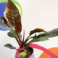 Philodendron 'Imperial Red' - Sprouts of Bristol