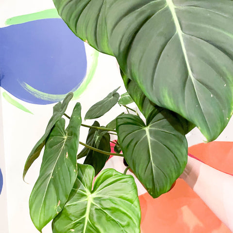 Philodendron 'McDowell' - Sprouts of Bristol