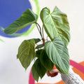 Philodendron nangaritense 'Fuzzy Petiole' - Sprouts of Bristol