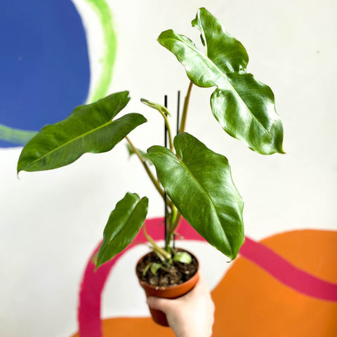 Philodendron 'Paraiso Verde' - Sprouts of Bristol