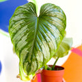 Philodendron 'Plowmanii' - Sprouts of Bristol