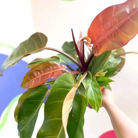 Philodendron 'Prince of Orange' - Sprouts of Bristol