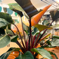 Philodendron 'Red Beauty' - Sprouts of Bristol