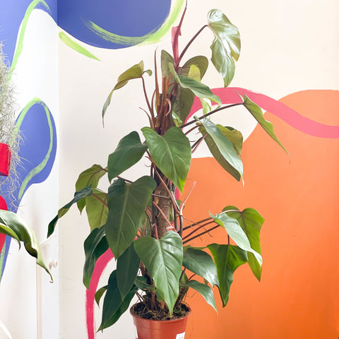 Philodendron 'Red Emerald' - Sprouts of Bristol