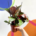Philodendron 'Red Sunlight' - Sprouts of Bristol