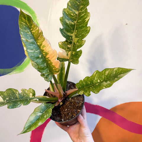Philodendron 'Ring of Fire' - Sprouts of Bristol