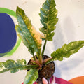 Philodendron 'Ring of Fire' - Sprouts of Bristol