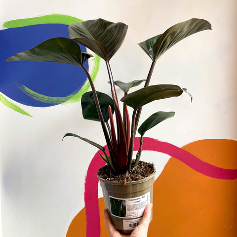 Philodendron 'Rojo Congo' - British Grown - Sprouts of Bristol