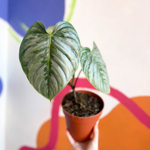 Philodendron sodiroi - Sprouts of Bristol