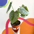 Philodendron sodiroi - Sprouts of Bristol