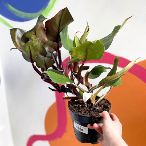 Philodendron 'White Knight' - Sprouts of Bristol