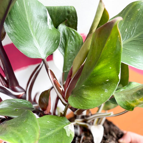 Philodendron 'White Knight' - Sprouts of Bristol